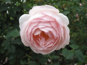 R4 Courts Rose
