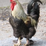 B1 Cock o' the Walk