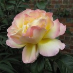 R11 Tintinhull Rose
