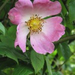 R5 Wild Rose