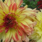 Cashel Dahlias