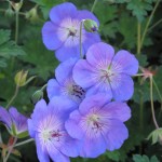 F2 Wild Geranium