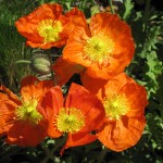 F8 Denver Poppies