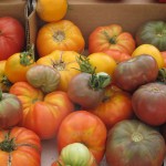 F40 Heirloom Tomatoes