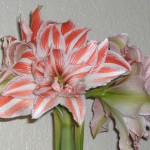 F41 Amaryllis