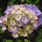 F14 Beara Hydrangea