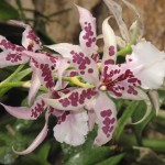 F25 Samhain Orchid