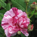 R17 Tintinhull Rose