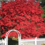 L16 Japanese Maple