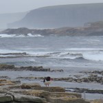 Birsay Bird Web