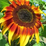 F74 Sunflower 'Joker'