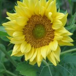 Sunflower 'Peach Passion' Web