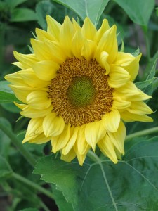 Sunflower ‘Peach Passion’ Web | immram chara